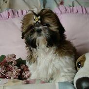 Shih tzu Gian
