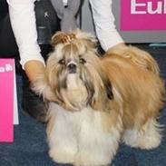 Shih tzu Gian