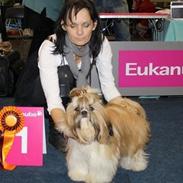 Shih tzu Gian