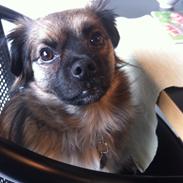 Blanding af racer Milo