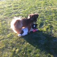 Blanding af racer Milo