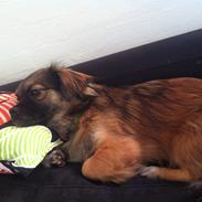 Blanding af racer Milo