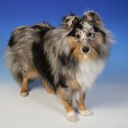 Shetland sheepdog MORGAN