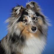 Shetland sheepdog MORGAN