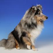 Shetland sheepdog MORGAN