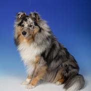 Shetland sheepdog MORGAN