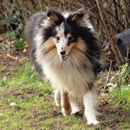 Shetland sheepdog Meeko
