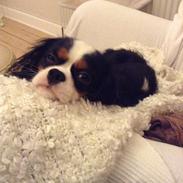 Cavalier king charles spaniel Jamie (himmelhund)