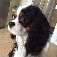 Cavalier king charles spaniel Jamie (himmelhund)