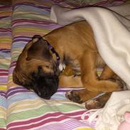 Blanding af racer Alma