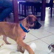 Blanding af racer Alma