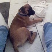 Blanding af racer Alma