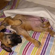 Blanding af racer Alma