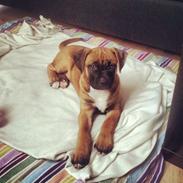 Blanding af racer Alma