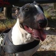Bullterrier X-Copper's Believer ''Tigo''
