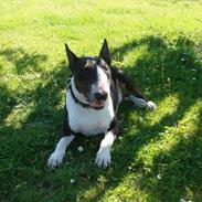 Bullterrier X-Copper's Believer ''Tigo''