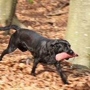 Labrador retriever Lobes Labrador Molly