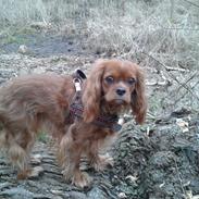 Cavalier king charles spaniel Miranda