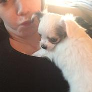 Chihuahua Kikiaeala