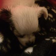 Chihuahua Kikiaeala