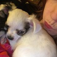Chihuahua Kikiaeala