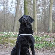 Labrador retriever Lestang