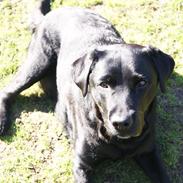 Labrador retriever Stella Nova