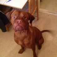 Dogue de bordeaux Monty