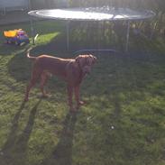 Dogue de bordeaux Monty