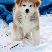 Akita inu K' Kaiser Go Akogareno