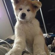 Akita inu K' Kaiser Go Akogareno