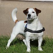Jack russell terrier Cully