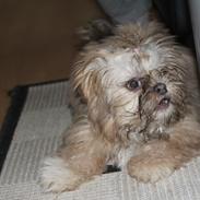 Shih tzu Molly
