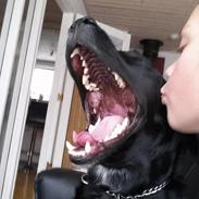 Blanding af racer Blackie