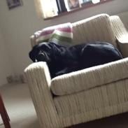 Blanding af racer Blackie