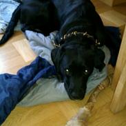 Blanding af racer Blackie