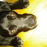 Blanding af racer Blackie