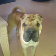 Shar pei penny