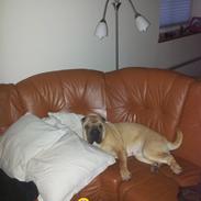 Shar pei penny