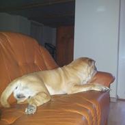 Shar pei penny