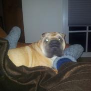 Shar pei penny