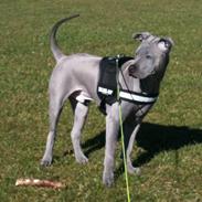 Thai ridgeback dog Aros shadow