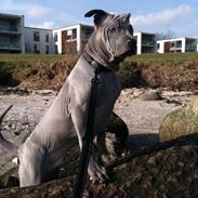 Thai ridgeback dog Aros shadow