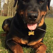 Rottweiler Alberto