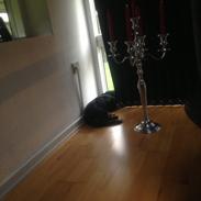 Gravhund Elvis