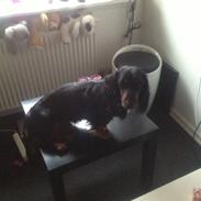 Gravhund Elvis