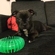 Staffordshire bull terrier Amazing Staff incredible Chester (L)