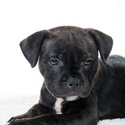 Staffordshire bull terrier Amazing Staff incredible Chester (L)