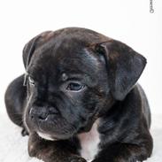 Staffordshire bull terrier Amazing Staff incredible Chester (L)