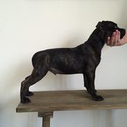 Staffordshire bull terrier Amazing Staff incredible Chester (L)